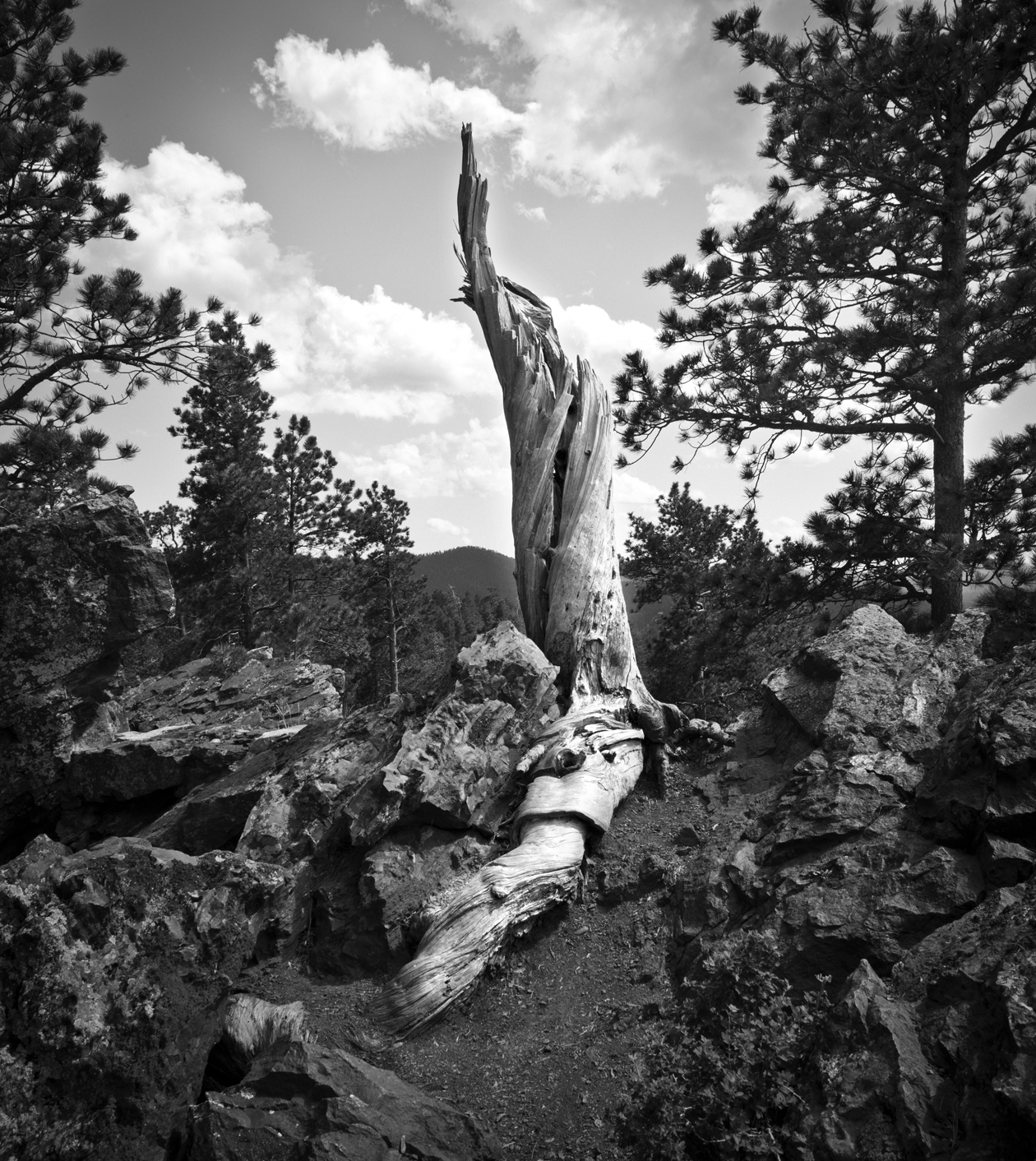 B-W tree
