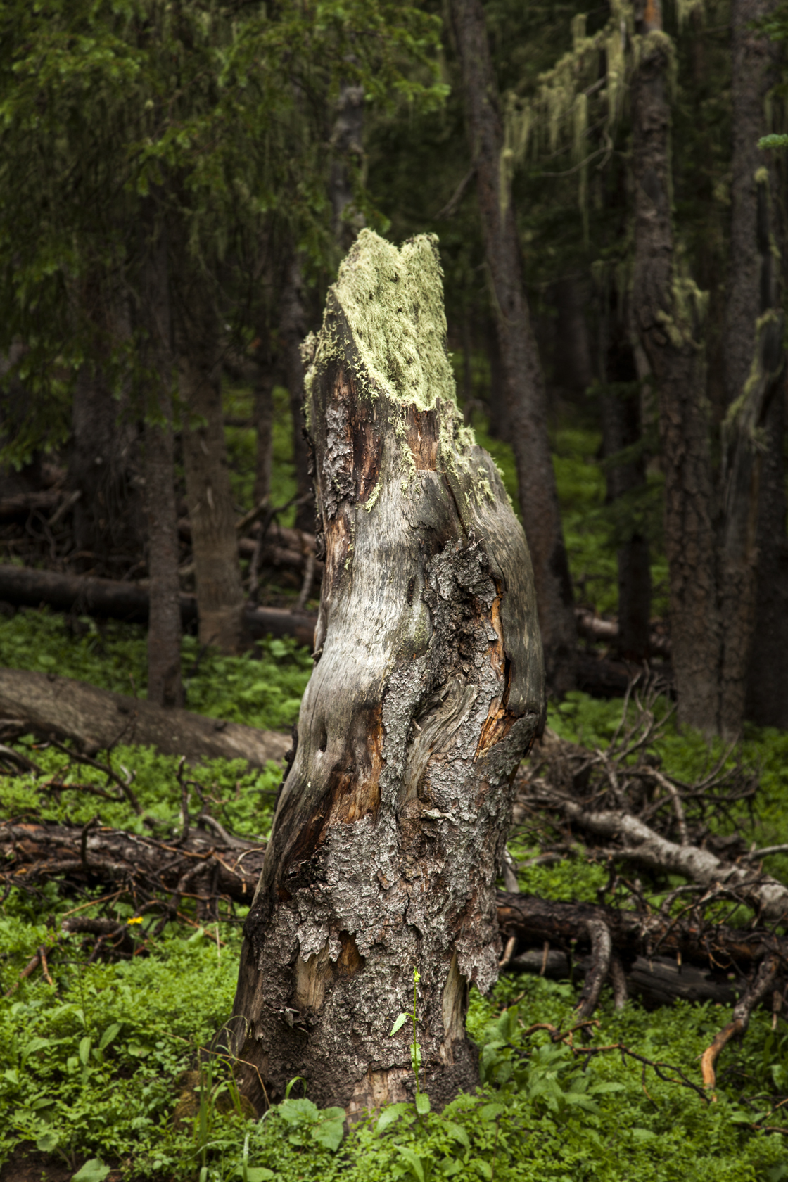 moss stump-